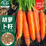 寿禾 红胡萝卜种子家庭阳台种植蔬菜种籽 潍育三红七寸参种子二十克