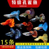 森悠（SARYOR）孔雀鱼纯种观赏鱼小型淡水好养热带鱼活体斑马金鱼繁殖 杂袍孔雀鱼30条+5条备损