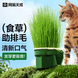 网易天成 猫咪零食猫草种子黑麦种子猫草盆栽无土懒人水培猫草杯