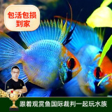 云峰海瑞 小型热带鱼观赏鱼活体红绿灯鱼淡水水族鱼宠物虎(四间鱼)皮鱼 宝蓝凤凰鱼2条