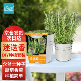 IAM City Farmer迷迭香DIY植物种植趣味盆栽厨房香草儿童桌面种植盆栽