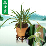 金边建兰