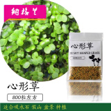 石假山草籽优质苔藓种子吸水石盆景孢子粉青苔花草植物微景观 心形草