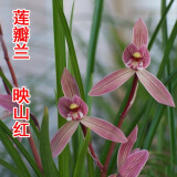 【兰花映山红】兰花苗莲瓣兰名品映山红易养活易来芽盆栽花卉 莲瓣兰