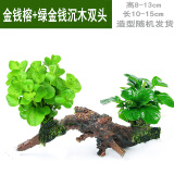 懒人水草新手鱼缸造景水草植物水榕水草水族箱造景沉木装饰活 绿金钱