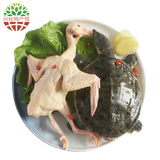 【两份立减20元】【兴化馆】新鲜鸽子肉炖甲鱼 【沉鱼落雁】现杀散养