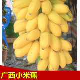 曜果广西香蕉 小米蕉   新鲜水果 生鲜 生果 小米蕉是小的 小米蕉3斤 (需催熟后食用)
