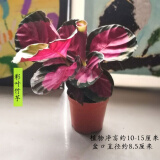 红美丽竹芋