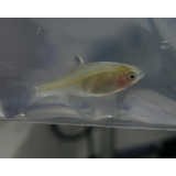 包损活体饲料鱼鳑鲏鱼麦穗鱼旁皮鱼青鳉鱼虾虎鱼食蚊鱼原生鱼冷水鱼