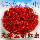 天津红虫特大号 鲜活红虫 活饵活体母红虫拉饵小公虫鲫鱼饵 小号黑头