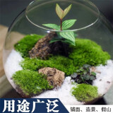 孙凯（SUNKAI）鲜活苔藓青苔藓 微景观植物盆景生态瓶diy绿植水陆缸假山盆栽盆景 白发藓15x8cm5盒