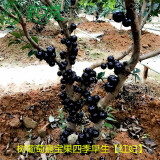 韵之岚树葡萄嘉宝果四季早生【红妃】1年苗庭院盆景绿化苗木花卉绿植
