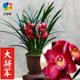 矮种兰花