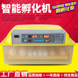 伊科贝特 全自动孵化机小型家用孵化器鸡鸭鹅鹌鹑孵蛋器48枚56枚孵化
