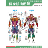 平安露健身肌肉图解挂图贴画人体肌肉结构解剖人体器官解剖图示意图