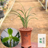 建兰绿梅