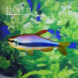 蓝帝灯?照片上的是啥?看着照片买的…回来就这样? top 5