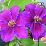 虹越 铁线莲苗2.5年生盆栽苗p14 爬藤爬墙花卉植物 人气款 爱炫