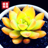 多肉植物黄丽