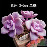 轩林美 一元 植物盆栽 阳台室内盆栽肉肉植物老桩 办公室创意绿植花卉 紫乐（3-6cm)
