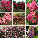 瑾禾蔷薇花种子月季玫瑰四季开花爬墙庭院室内花卉盆栽植物玫瑰种子 混色300粒+肥料