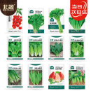 北蔬 蔬菜种子白菜生菜小香葱西红柿芹菜四季种籽 12种蔬菜种子套餐