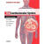 The Cardiovascular System心脏血管系统:身体连续系列,第2版