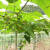 正宗罗汉果种子罗汉果种籽爬藤果树种孑阳台室外植物四季易种蔬 罗汉果种子 原装2包