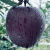 京舰 脆甜黑卡高端 黑苹果黑钻应季稀有新鲜水果 【高端黑苹果】 带箱10斤【特级大果】