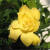 栀子花种子花香浓郁四季种易活室内阳台盆栽花种籽 白色栀子花种子 103粒（送肥)