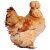 百年栗园 北京油鸡有机老母鸡 1.5kg/袋整只装 日龄500天