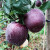 黑钻石苹果黑卡10斤黑嘎啦孕妇水果新鲜现摘稀有品种苹果高原5TT 3斤