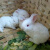 兔子大形巨形兔子公母一对兔子一对幼崽兔子活体家养小白兔 新西兰白兔 一只公