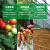 有机汇 有机小西红柿 樱桃番茄 有机蔬菜 欧盟认证 新鲜采摘 顺丰配送 500g