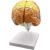 动力瓦特 大脑模型 人体大脑解剖模型 脑功能区域色分模型 高级豪华大脑 
