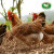 凤中皇 138纯种清远鸡800g 山林散养土鸡走地鸡母鸡整鸡肉 无抗养殖138天以上 供港高品质