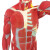 沪模HM/0350 人体全身肌肉解剖带内脏器官 170cm肌肉人模型1米7教学展示可拆