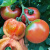 寿禾草莓番茄种子铁皮柿子春季种籽 潍育系列番茄梦草莓番茄种子20粒 