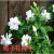 栀子花种子花香浓郁四季种易活室内阳台盆栽花种籽 白色栀子花种子 103粒（送肥)