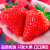 知鲜湾 丹东草莓 99红颜奶油草莓新鲜水果 2斤特大果单果30g+