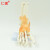 仁模RM-113A自然大脚关节模型脚关节模型脚骨附韧带脚踝掌脚骨模型骨骼教学骨科运动系统