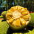 鲜指南（Xian Zhi Nan）菠萝蜜 海南当季水果 整个直发黄肉软皮菠萝蜜 20-25斤单个装