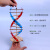 学生用DNA分子双螺旋结构模型CGAT碱基对手工DIY小制作遗传基因小学科学初中高中生物生命科学教学 DNA模型拼装材料(约35cm高)