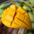 广西金煌大芒果5斤 现摘现发产区直发 大芒果 芒果 新鲜水果 
