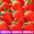 知鲜湾 丹东草莓 99红颜奶油草莓新鲜水果 2斤特大果单果30g+