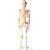 沪教（HUJIAO）人体骨骼模型 85cm软挂 脊柱神经椎间盘医学模型 半身写色+半身韧带 85cm 