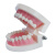 动力瓦特 牙齿模型 儿童早教刷牙模型 牙龈修复种植教具 牙齿解剖模型 自然大牙齿 