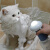 来旺兄弟狗狗沐浴露起泡机猫咪洗澡自动出泡宠物泡泡机2代升级磁吸充电款
