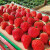 愉果（yuguo）丹东草莓99红颜奶油草莓 新鲜水果礼盒 空运直达 【高复购】3斤特大果单果30g-35g