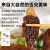 森吉尼达云南高原特产新鲜羊肚菌礼盒装生鲜菌菇煲汤食材炖汤补品材料菌类 500g